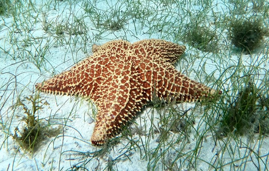 Starfish Point Tour in Grand Cayman