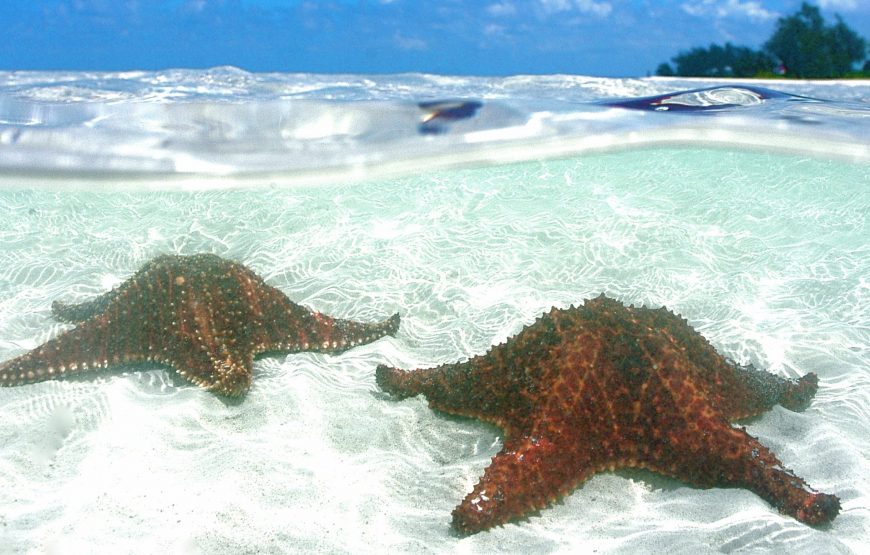 Starfish Point Tour in Grand Cayman
