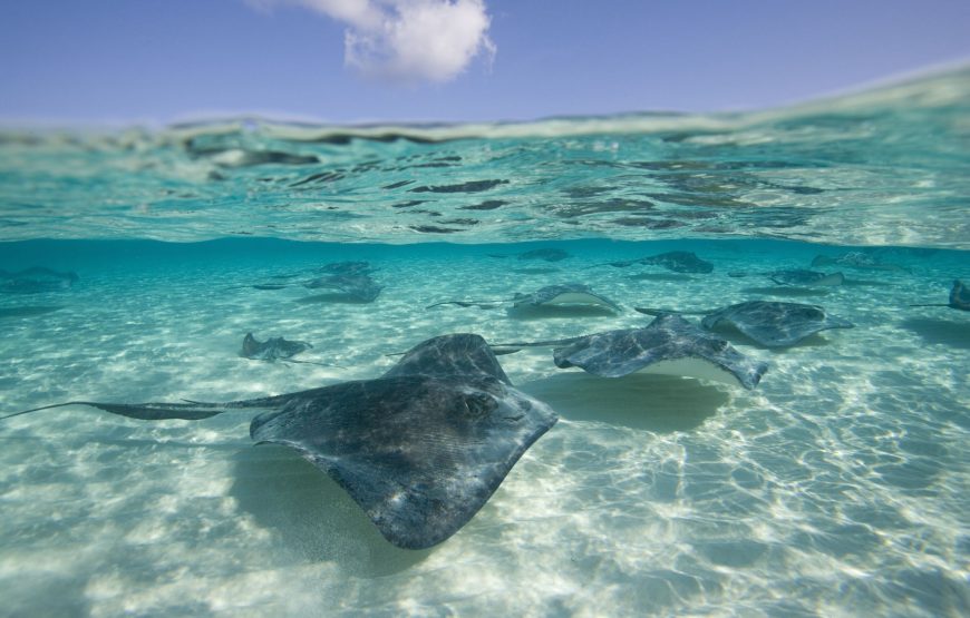 3 Stop Stingray City Tour