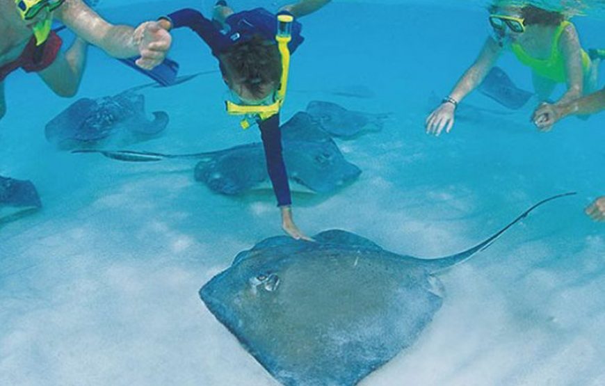 3 Stop Stingray City Tour