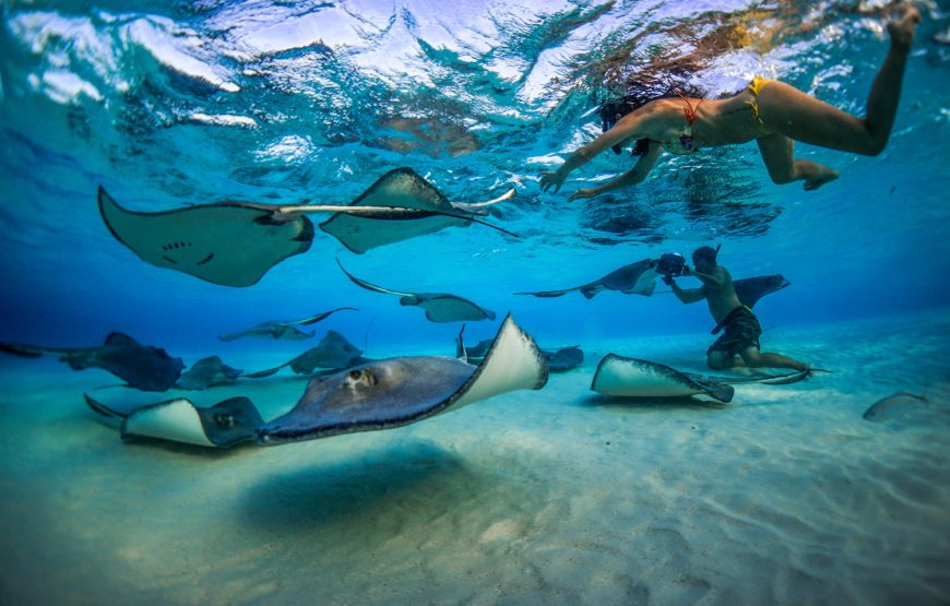 3 Stop Stingray City Tour