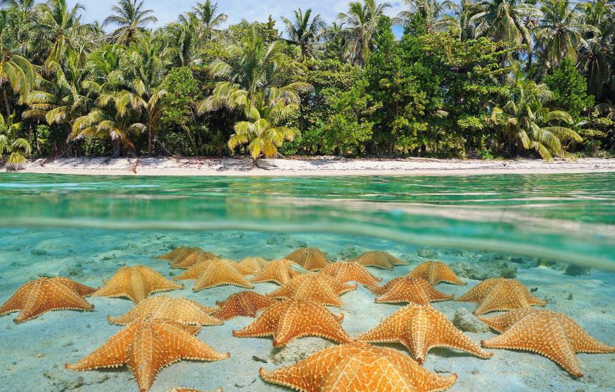 Starfish Point Tour in Grand Cayman