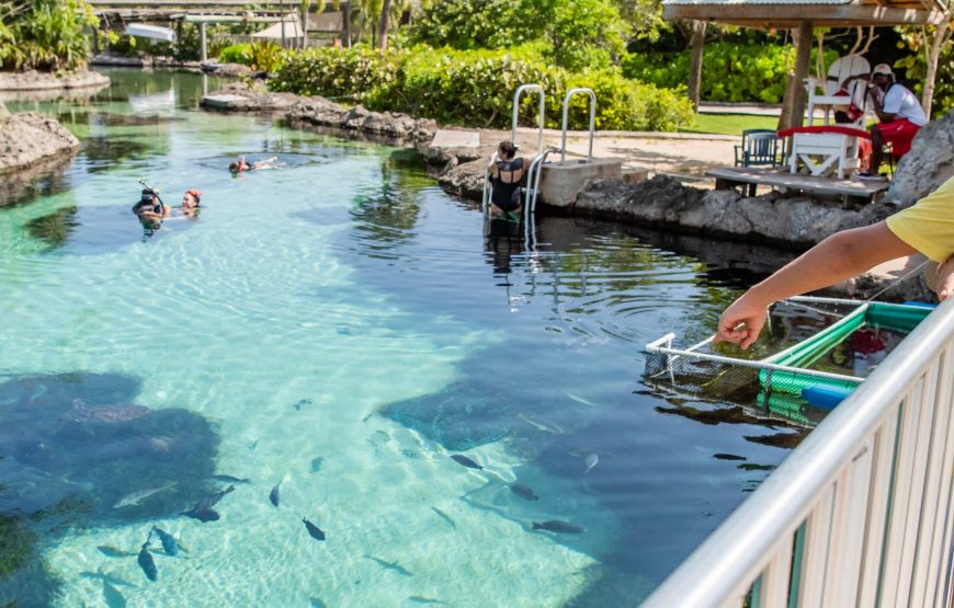 Full Grand Cayman Island Tour – Grand Cayman Attractions