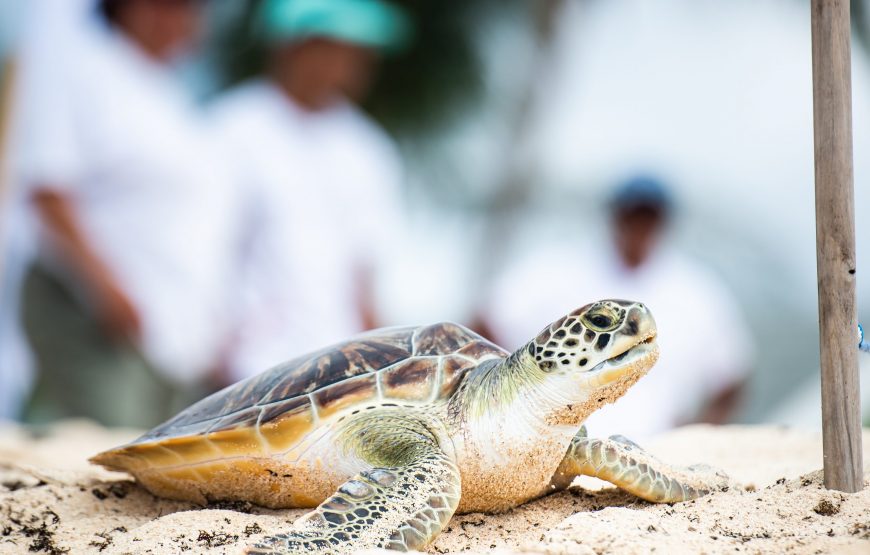Full Grand Cayman Island Tour – Grand Cayman Attractions